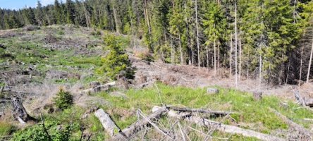 Kαταγγελίες για παράνομες υλοτομήσεις στα ελληνοβουλγαρικά σύνορα