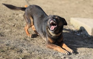 Σουφλί: Τραυματισμός πολίτη από επίθεση σκύλου - Ξανά στο προσκήνιο το θέμα των αδέσποτων