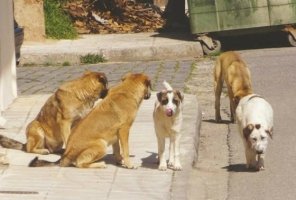 Αλεξανδρούπολη: Το Καταφύγιο Αδέσποτων Ζώων Συντροφιάς θα εμβολιάσει τους αδέσποτους σκύλους 