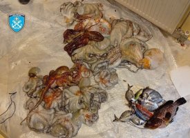 Συνελήφθη ψαροντουφεκάς στη Σαμοθράκη για παράνομη υποβρύχια αλιεία με χημικές ουσίες (φωτο)