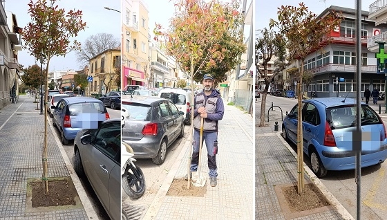 Συνεργεία του Δήμου Αλεξανδρούπολης άρχισαν να φυτεύουν δένδρα σε κενές θέσεις πεζοδρομίων.