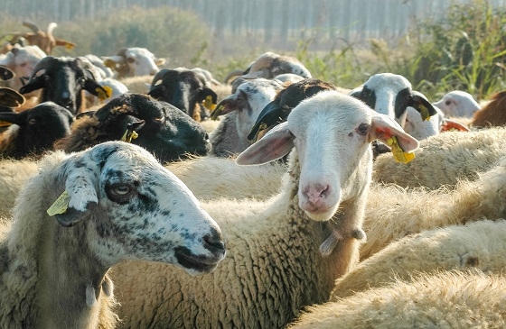 Οι 97 στρατιωτικοί κτηνίατροι θα βοηθήσουν αποφασιστικά στην προσπάθεια καταπολέμησης της ευλογιάς.