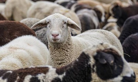 Πρόταση στήριξης  των κτηνοτρόφων κατέθεσε ο Δήμαρχος Σαμοθράκης.