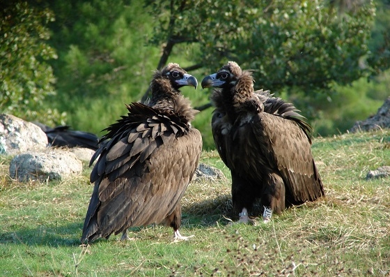 Δράσεις για την προστασία του μαυρόγυπα σε Ελλάδα και Βουλγαρία.