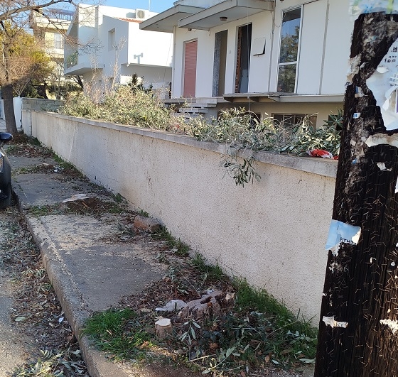 Οι ελιές που έκλειναν το πεζοδρόμιο, σε μια νύχτα εξαφανίστηκαν, αφού τώρα δεν βολεύουν.