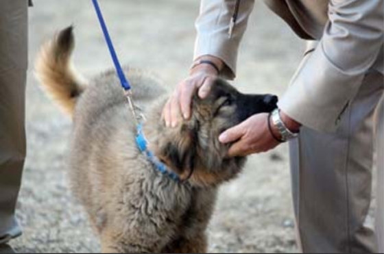 Η υπόθεση αφορά σε τρία αδέσποτα σκυλιά, τα οποία φροντίζει μία φιλόζωη σε γειτονιά της Αλεξανδρούπολης.