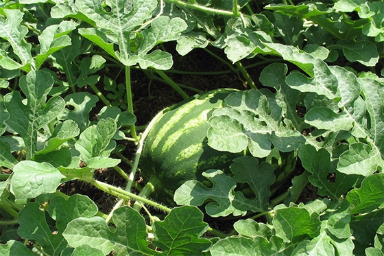 Πολλαπλές καταγγελίες για τροφική δηλητηρίαση από καρπούζι σημειώθηκαν στον Έβρο