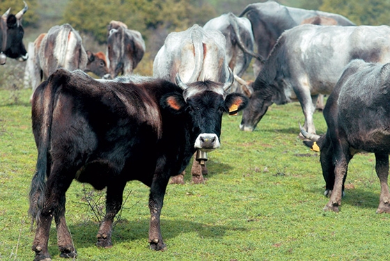 Αποζημιώθηκαν επιτέλους οι αγρότες και κτηνοτρόφοι της χώρας