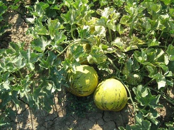 Έβρος: Προσβολή καλλιεργειών πεπονιού από ωίδιο