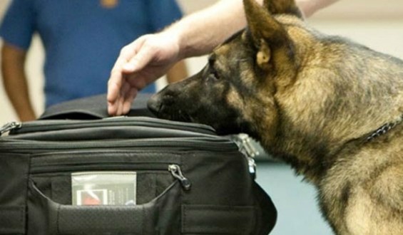 Θράκη: Ειδικά εκπαιδευμένοι σκύλοι έρχονται στα τελωνεία 