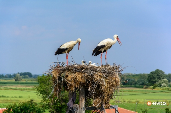 Ψηφίστε και στηρίξτε τον Πόρο Έβρου
