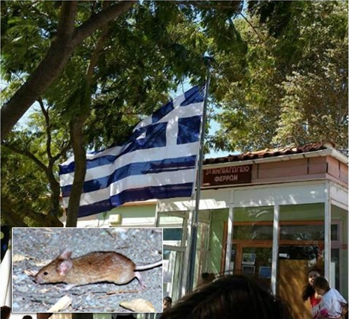 Γρήγορα τα αντανακλαστικά του Δήμου στο θέμα των ποντικιών του Νηπιαγωγείου Φερών