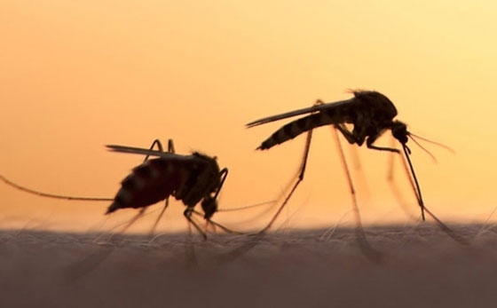 Ξεκίνησαν οι δράσεις του έργου καταπολέμησης κουνουπιών από την Γενική Διεύθυνση Δημόσιας Υγείας και Κοινωνικής Μέριμνας της Περιφέρειας Ανατολικής Μακεδονίας και Θράκης.