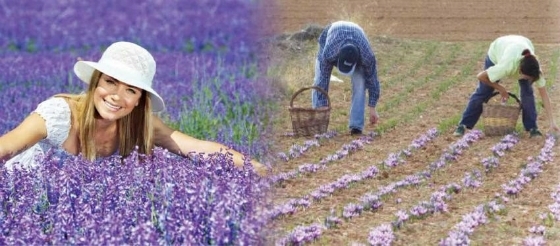 Ετοιμάζουν Ομάδα Παραγωγών για αρωματικά στον Έβρο