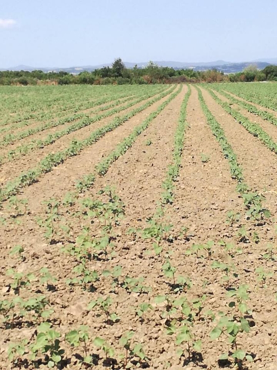Εικόνα από την "καχεκτική" παραγωγή βάμβακος στον Κάμπο Τυχερού την 14η Ιουλίου 2018 