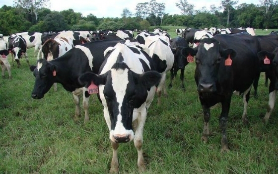 «Κτηνίατροι υπάρχουν» λέει ο Περιφερειάρχης ΑΜ-Θ 