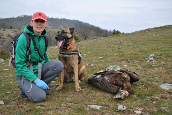 Μπαράζ νεκρών ζώων από δηλητηριασμένα δολώματα στον Έβρο 