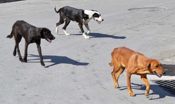 Τέσσερα εκατομμύρια αδέσποτοι σκύλοι στην Τουρκία.