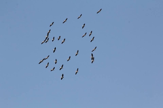 Το μεγαλύτερο πουλί της Ευρώπης έκανε την εμφάνιση του  στο Εθνικό Πάρκο Δάσους Δαδιάς Λευκίμης Σουφλίου