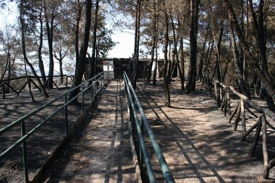 Γ. Τσαντόπουλος: "Να ξεκινήσει άμεσα η μεταπυρική αποκατάσταση του δάσους της Δαδιάς"