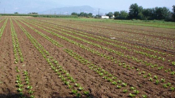Άνθεια Δήμου Αλεξανδρούπολης: Ξεκίνησαν οι δηλώσεις ζημιάς αγροτικών καλλιεργειών