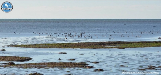 Χειμερινές καταμετρήσεις στο Δέλτα Έβρου -  Νέο ρεκόρ για τον υγροβιότοπο