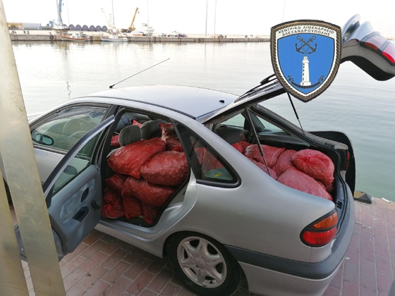 Πάνω από 1 τόνο ακατάλληλα όστρακα κατασχέθηκαν από το Λιμεναρχείο Αλεξανδρούπολης