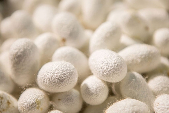 Σουφλί: Το ταξίδι της εκτροφής του μεταξοσκώληκα στο Μουσείο Μετάξης