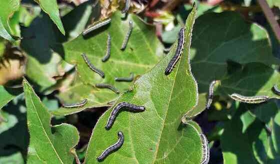 Ένα σμήνος σε ένα χωράφι μπορεί την επόμενη μέρα να µην αφήσει τίποτα.