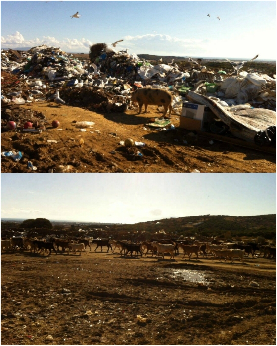  Ταΐζουν και κατσίκια εκτός από γουρούνια στον σκουπιδότοπο Αλεξανδρούπολης