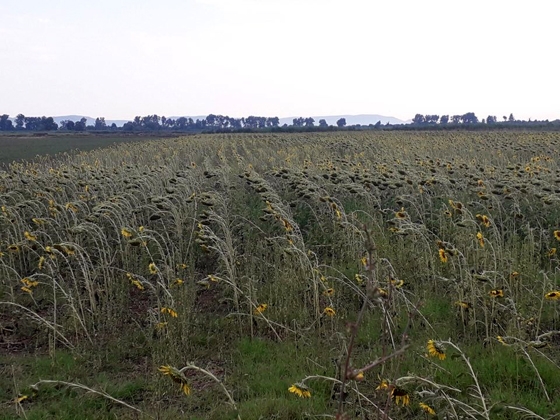Μπουρίνι σάρωσε βαμβάκια και ηλίανθο στον Πέπλο (φωτό)