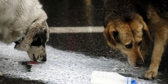 Η Κοινότητα Αλεξανδρούπολης "αγκαλιάζει" τα αδέσποτα - Τοποθετούνται ταΐστρες & ποτίστρες σε συγκεκριμένα σημεία 