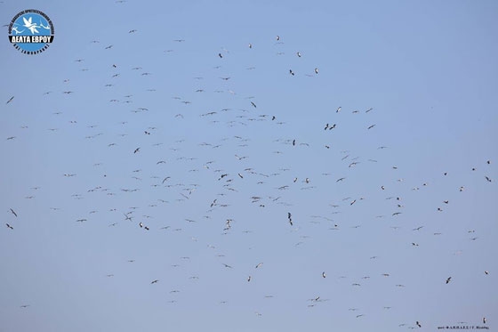 Μεγάλοι αριθμοί μεταναστευτικών πουλιών πάνω από το Δέλτα Έβρου