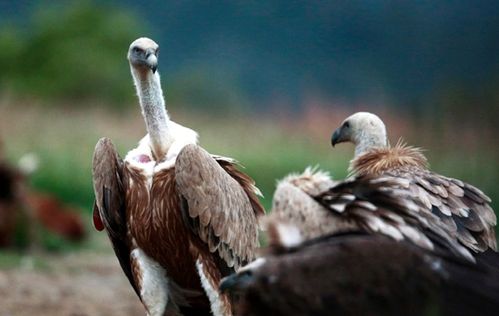 Τρία όρνια απελευθερώνει ο Φορέας Διαχείρισης στο δάσος Δαδιάς - Λευκίμης - Σουφλίου
