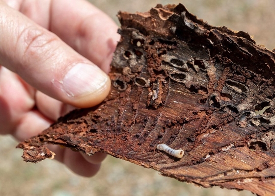 Σε αυτήν την κατάσταση είναι ο φλοιός του δέντρου