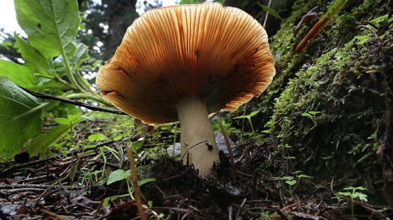 Περιφέρεια ΑΜΘ: Προσοχή στα άγρια μανιτάρια που καταναλώνετε 