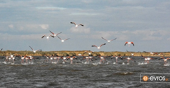 Τα Φλαμίνγκο με τα όμορφα χρώματά τους στο Δέλτα του Έβρου!