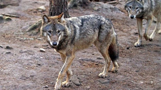 Η Κυνηγετική Ομοσπονδία Μακεδονίας Θράκης ξενικά έρευνα καταγραφής των επιθέσεων από λύκους