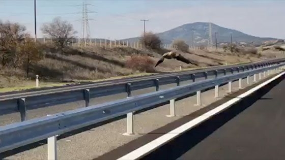 Αποπροσανατολισμένος γύπας εντοπίστηκε στην Ε.Ο Αλεξανδρούπολης - Κομοτηνής (video)
