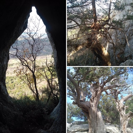 "Πιο πολύ μ' εντυπωσιάζουν τα σχήματα των δένδρων και των κορμών, τόσα διαφορετικά είδη, τόσα διαφορετικά σχήματα"