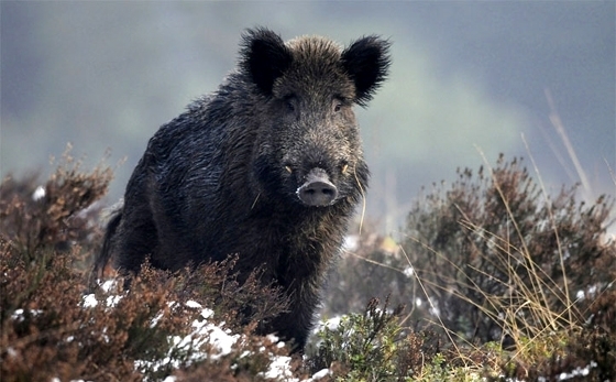Η ανακοίνωση του  Χαρδαλιά περί άρσης της απαγόρευσης του κυνηγιού αγριόχοιρου κατ' εξαίρεση στη Θράκη, έφερε την αντίδραση της Κυνηγετικής Συνομοσπονδίας Ελλάδος