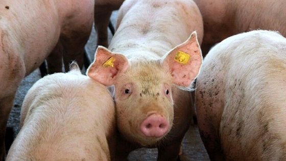 Προσλήψεις κτηνιάτρων για την αφρικανική πανώλη των χοίρων - 6 θέσεις στον Έβρο