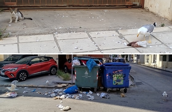 Επέλαση των γλάρων μέσα στην Αλεξανδρούπολη.