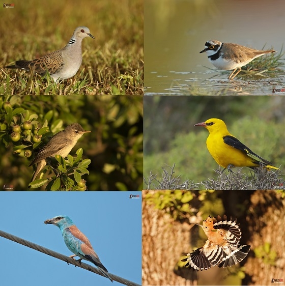 Αναγνωρίστε τους καλοκαιρινούς επισκέπτες του Έβρου.