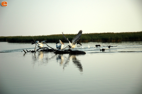 Batı Trakya’da Evros Deltasında kuş sayısı artıyor!