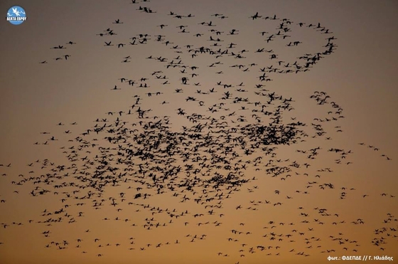  66874 πουλιά μετρήθηκαν στο Δέλτα του Έβρου!