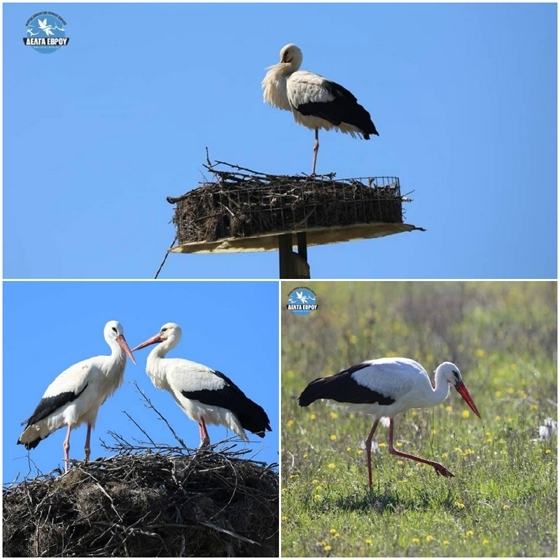 Batı Trakya’ya ilk leylekler geldi