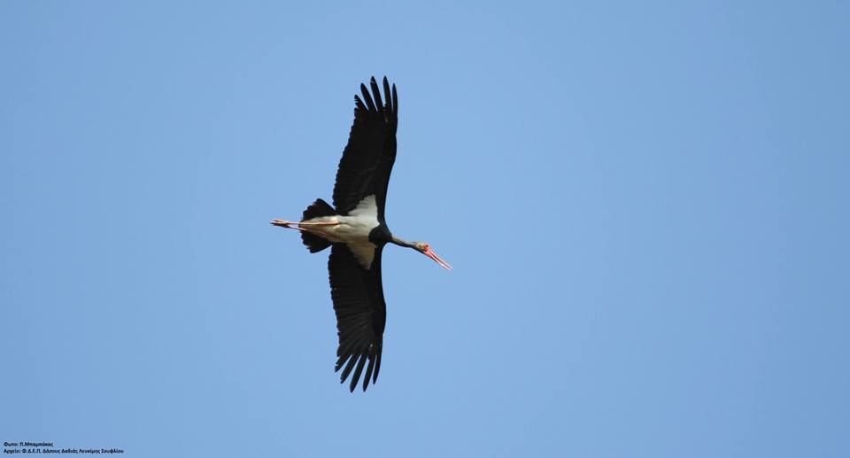 İlk göçmen kuşlar Batı Trakya’da Dadia Ormanına geldi