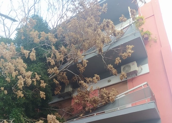 Δένδρο έπεσε πάνω σε πολυκατοικία στο κέντρο της Αλεξανδρούπολης.