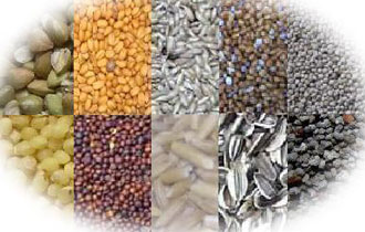 Η Τράπεζα είναι ένα ασφαλές 'θησαυροφυλάκιο' σπόρων ντόπιων ποικιλιών.